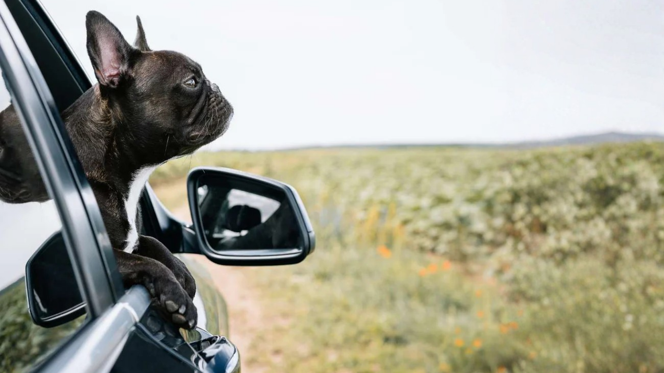 What Are the Best Bucket Seat Covers? Discover Long-Lasting Protection with Rydura